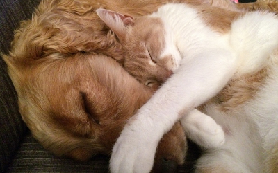 image for November is Pet Diabetes Month